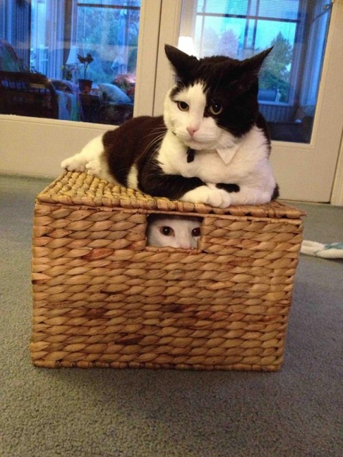 cute-overload:  Pssst… Hey, You Guys Wanna Buy a Cat?http://cute-overload.tumblr.com source: http://imgur.com/r/aww/6LCNnDm
