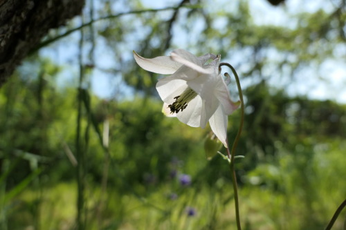 Aquilegia vulgaris — European columbine