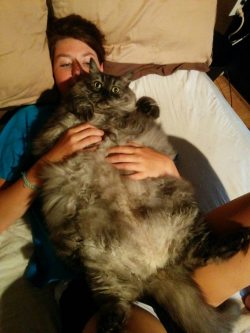 cute-overload:  GFs cat is a whale with furhttp://cute-overload.tumblr.com