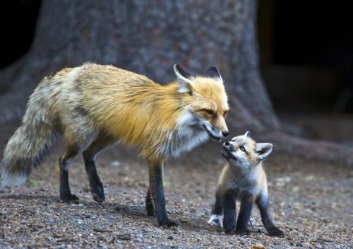 thelittleredfox: By Larry Tibbet