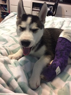 batkaycee: dog-rates:  This is Leo the husky pup. He’s 3 months old and he loves cuddling. He fractured his leg doing some Quick Zooms™. 14/10 get well soon, Leo.  Omg it’s my dog 