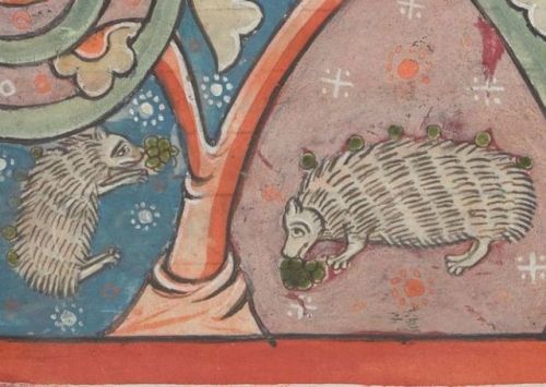 Hedgehogs - Harley MS 4751 folio 31v