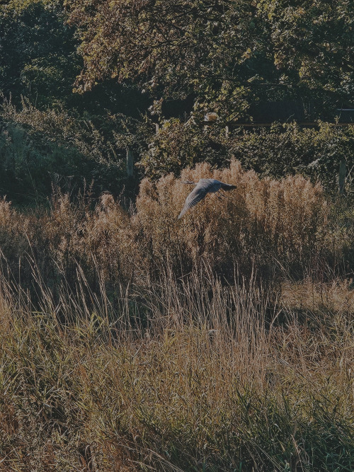 Went On A Walk (w/ B0dy Ch3ck)