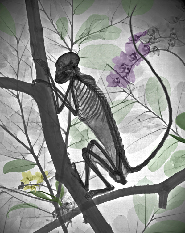 ferroso01:  Radiation Physicist Colorizes X-Ray images by Arie van’t Riet