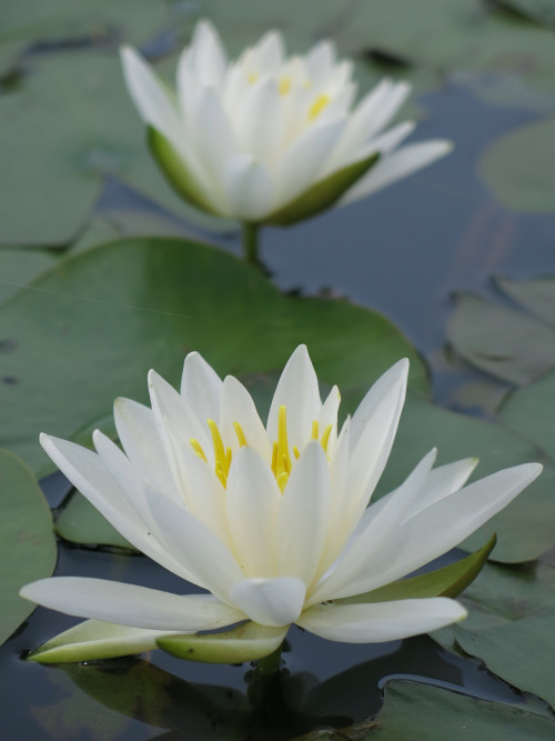 isao-takeda: 2014年5月24日　平池公園　兵庫県加東市