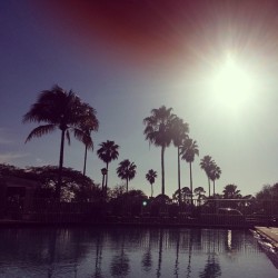 Palms in the sun. Cant beat it. #southflorida