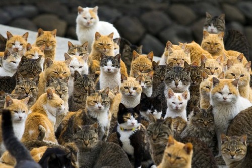 Thomas Peter/Reuters - Cats crowd the harbour on the island of Aoshima, Japan. An army of cats rules