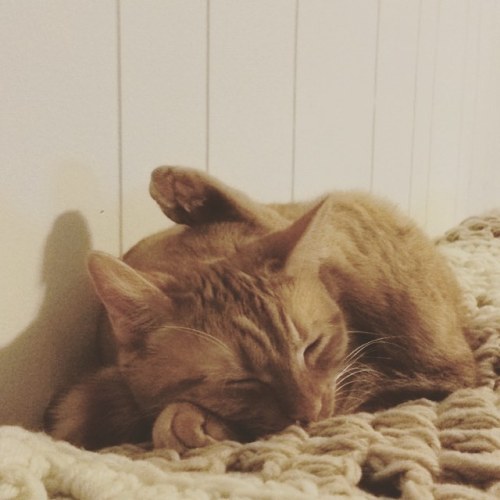 pawzandadore:This is the new comfortable. #cat #catsofinstagram #flexible #catlife #catnap #catstagr