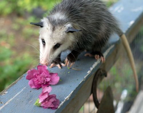 opossummypossum: can you resist Miss Allie?