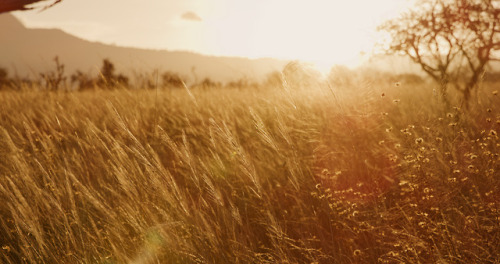 atroy9: Lions Bluff, Kenya. AndyTroy.nlIG: atroy9Click here for more