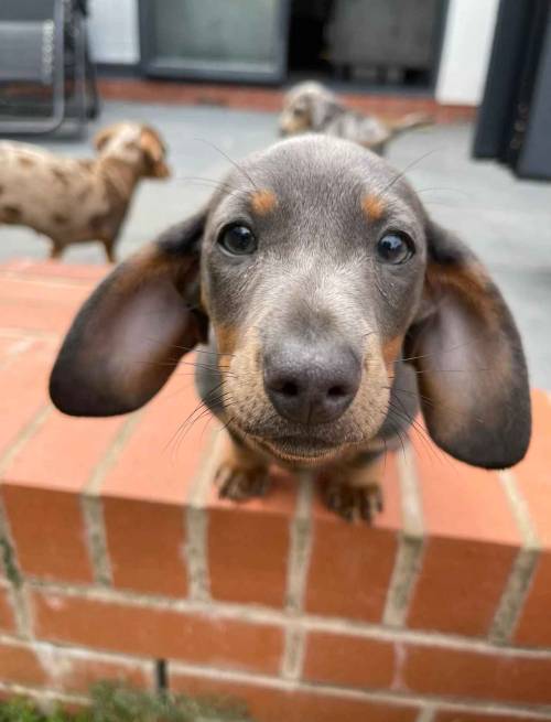 Presenting: A Series Of Various Dog Related Images