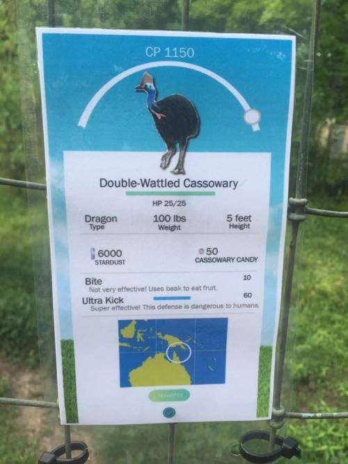 zookeeperproblems: Decided to jump on the Pokémon Go hype train at the zoo! Hey, if you can&r