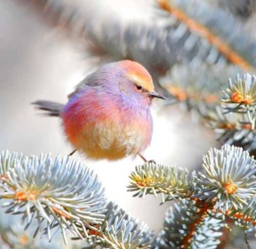 tanuki-kimono: White-browed tit-warbler (their Chinese name 花彩雀莺 is far cuter!) are super cute small