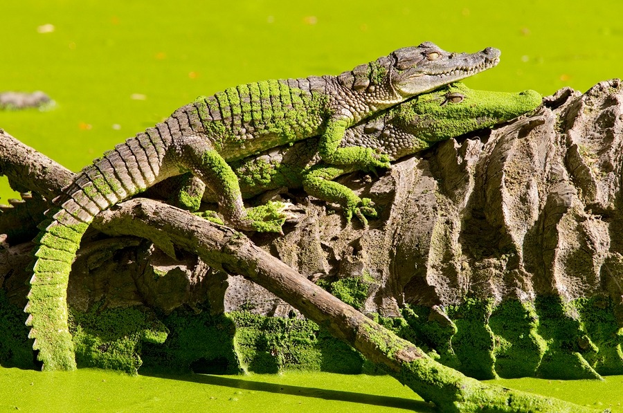 wapiti3: Nile crocodile  Paul Cools photos 