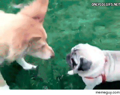 memeguy-com:  This pug is my spirit animal