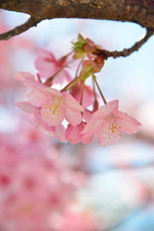 norisunorin: 奈良県　 馬見丘陵公園 　河津桜 Nara Umamikyuryopark