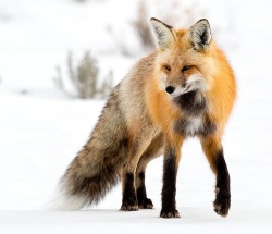 Beautiful-Wildlife:  Snow Fox By He Atala 