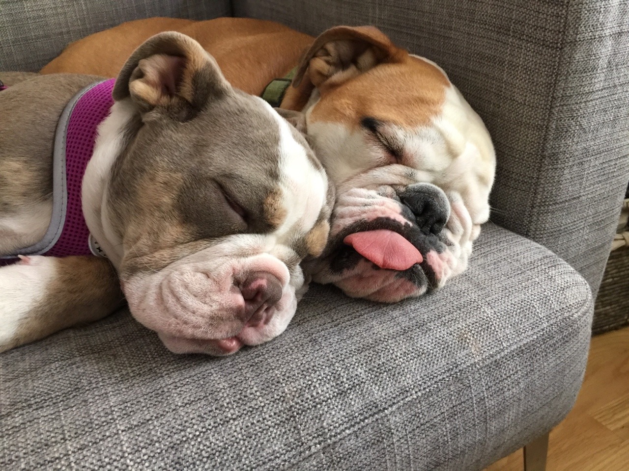 English Bulldog Love