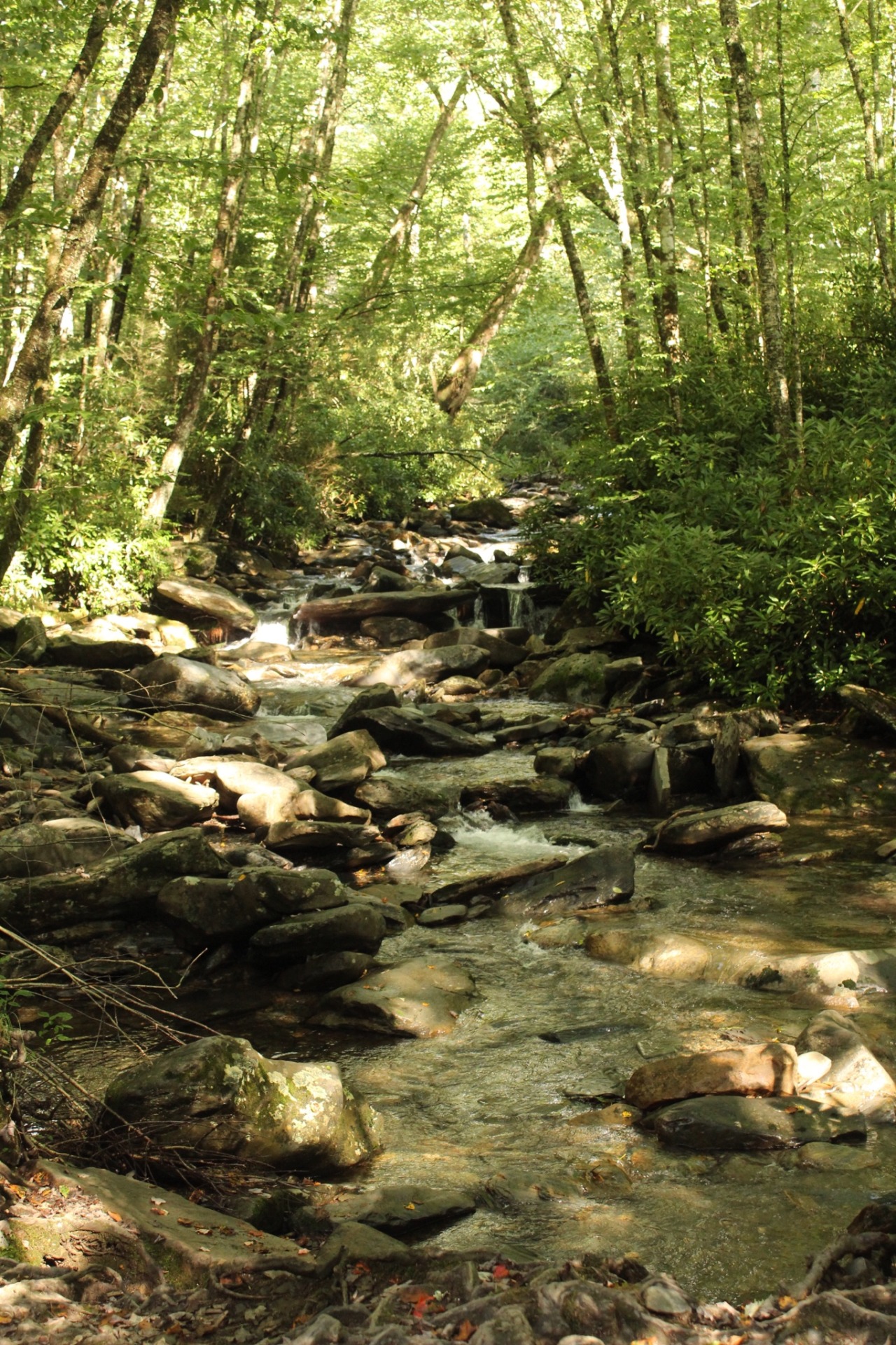 More from hiking today in Tennessee 