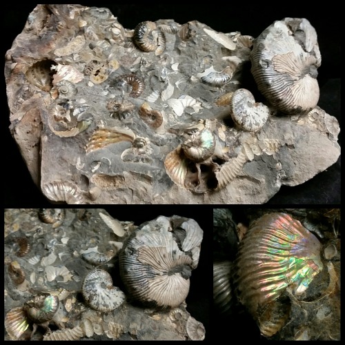 buy-skulls:This beautiful prehistoric specimen is a nodule of Cretaceous Scaphites ammonite fossils!