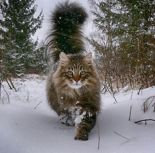 catsbeaversandducks:Amazing Snow ChonkersPhotos by Sämpy