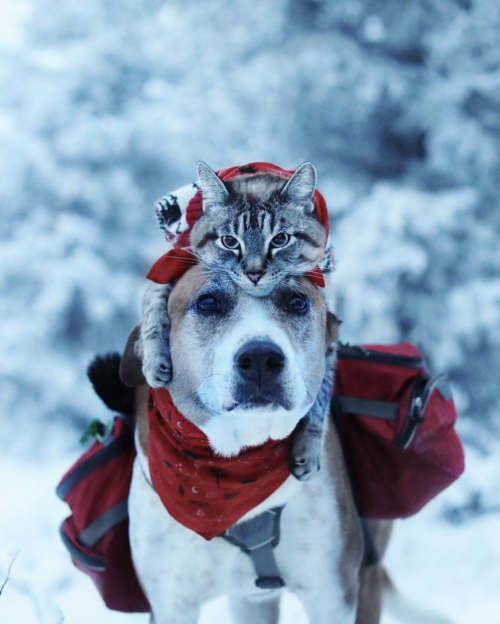 protect-and-love-animals: The snow lovers