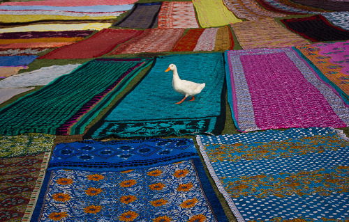 holidayshowdown:  Reblog the rug duck for good luck  @lackingsaint
