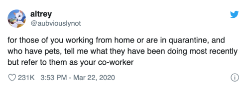 justdailystories: Hilarious Twitter Thread Where People Pretend Their Pets Are Workers