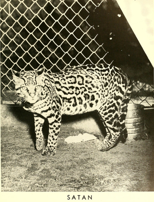 A mascot named Satan.  From Western Carolina Teachers College’s 1952 yearbook. Here’s my