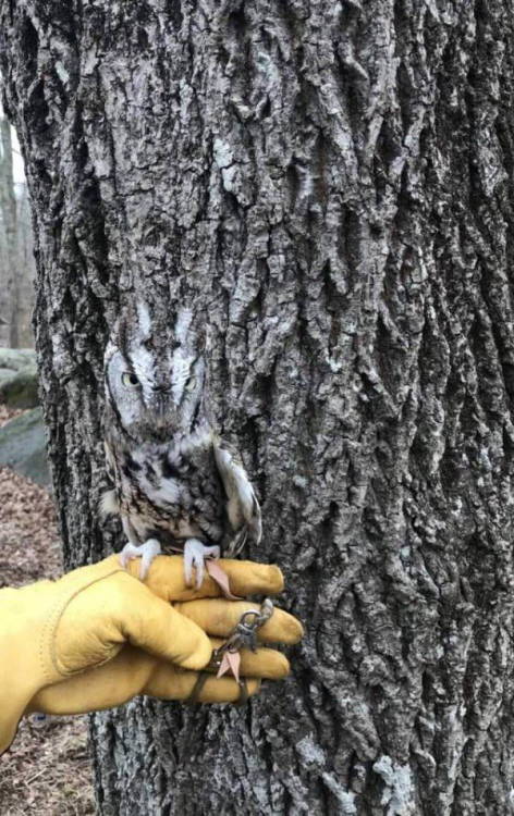 motivatedslacker:ainawgsd:Owls are masters of disguise, blending seamlessly into their surroundings.