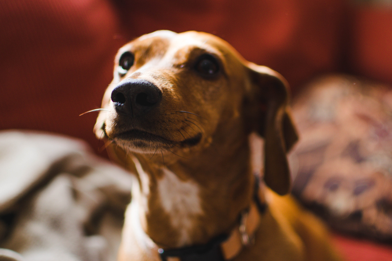 in-spite-of-all: Amante de los perros.  Doglover. 