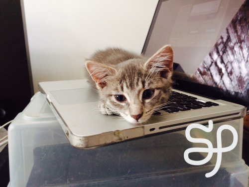 SIGNAL BOOST - This cutie needs a home.scratchingpad:Little gray Maine Coon kitten looking for a lov
