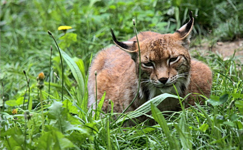 beauty-of-the-beasts: Lynx’s rest - by Mac Yavel