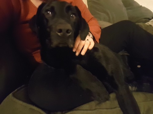 This old pup went on a 10 mile run while his dad biked. He loves running more than just about anythi