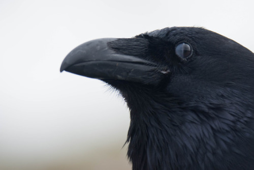 mickyswildlifeexploring:Portrait of a Raven