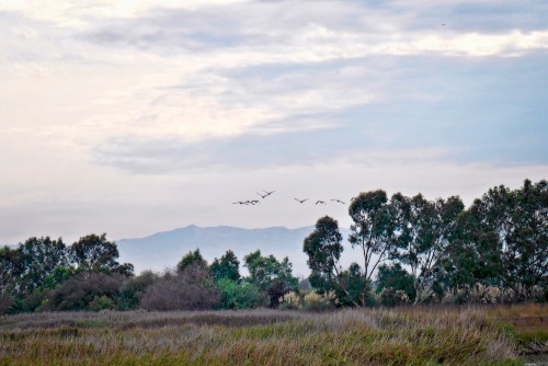 birds in flightPlease leave captions &amp; credits intact and don’t reblog to NSFW/18+ blo