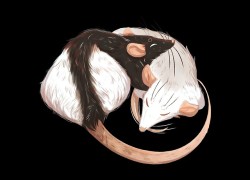 jenneliya:  Two charming rats live in our