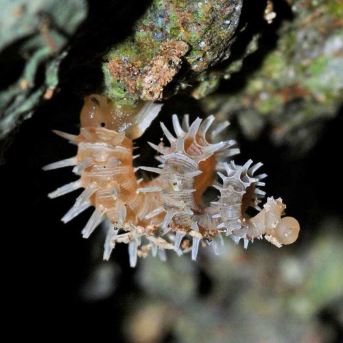 ainawgsd: Cuban Land Snails-Blaesospira echinus Blaesospira is a genus of land snails with an opercu