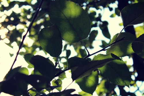 Photo Shoot: Apple Picking