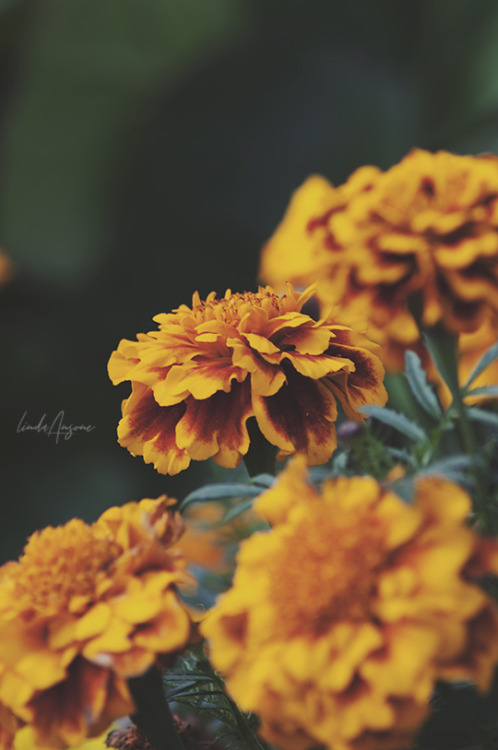 Love me some marigolds 