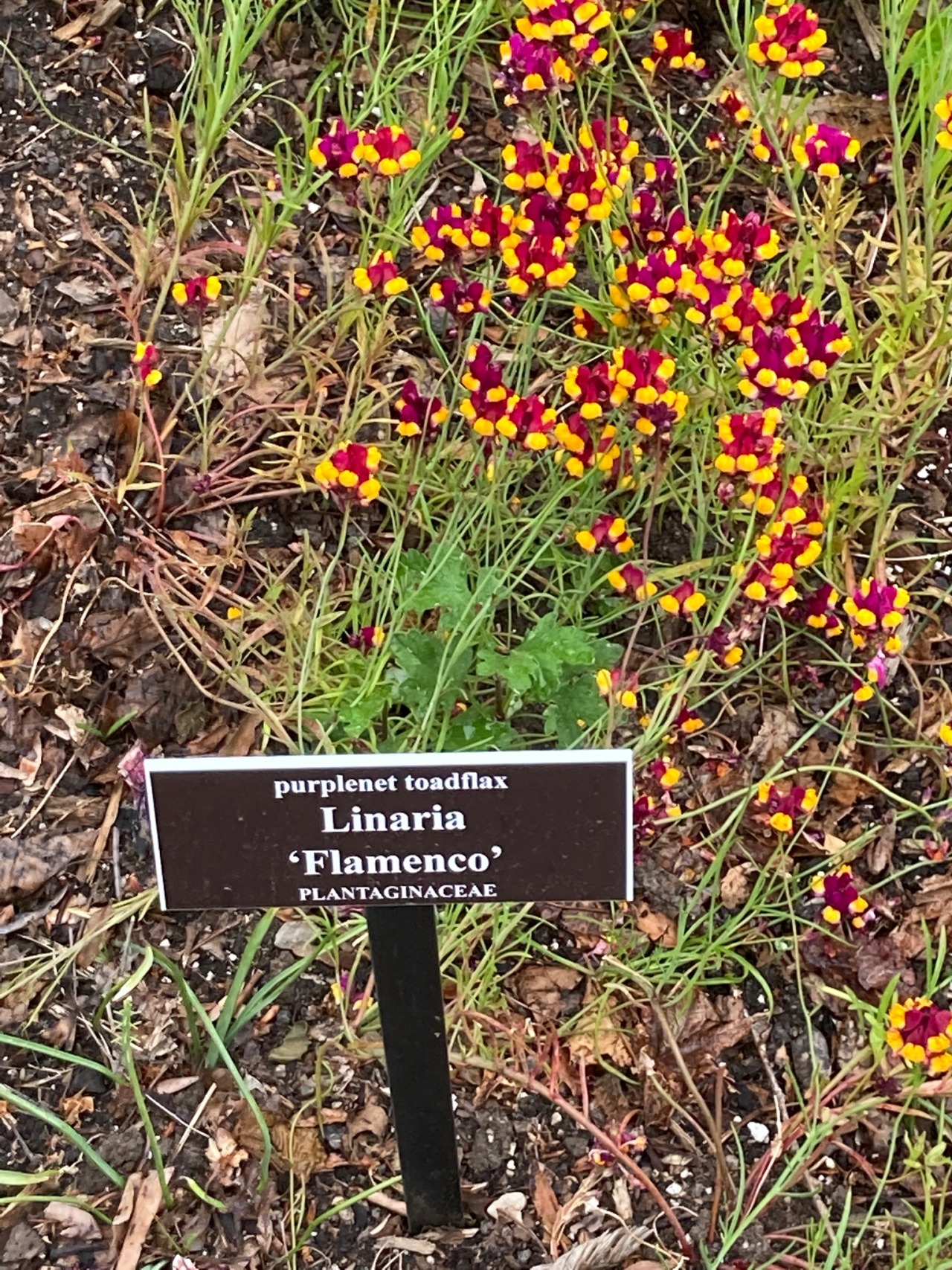 Toadflax Tumblr Posts Tumbral Com Toadflax Tumblr Posts Tumbral Com