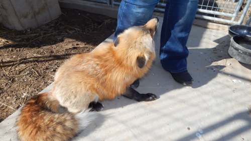 More pics from the sanctuary, three happy foxes getting some loving and petting, being content littl