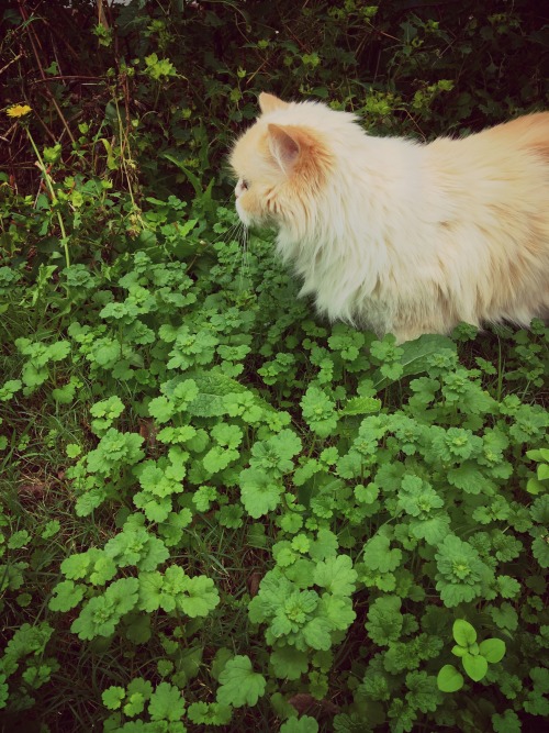 princesstigerbelle: braceyourself-marchingband: My cat is an ethereal fairy cat!  @mostlycatsmo