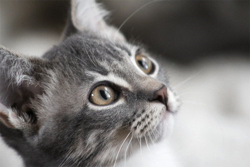 katieisstilltumbling: rainy day kittens + a bonus wobatomicbombastic tempurafriedhappiness