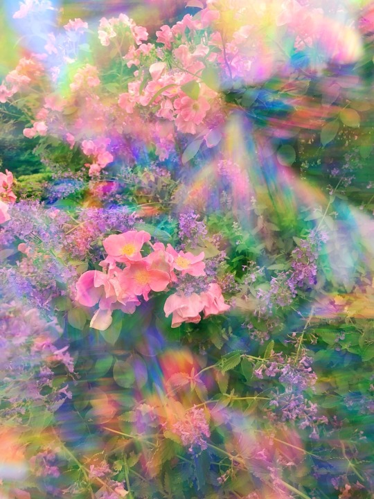 officialaudreykitching:  Experiments shooting flowers through a rainbow prism at the botanical gardens after a thunderstorm.