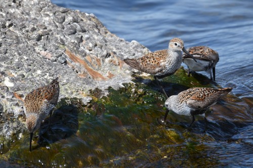 Between whimbrel flybys these dunlins kept me entertained at Colonel Samuel Smith Park