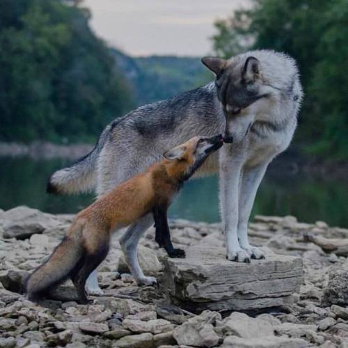 everythingfox:Forest doggosI see that Armitage Hux is finaly getting along with Kylo Ren