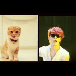 This cat remind me of jaejoong X&rsquo;D so&hellip;