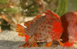 Handfish are a family of small anglerfish found in the waters of Tasmania and southern Australia.Instead of swimming, they use their specially adapted fins for “walking” along the seafloor. x