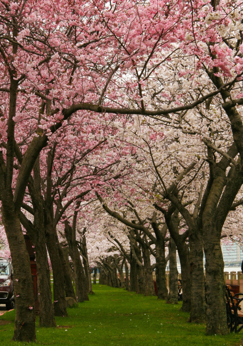wanderthewood: New York City in spring by CvK Photography